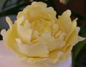 yellow-peony-really-cropped